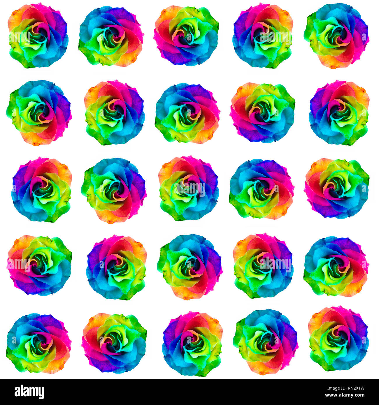 Nahaufnahme von einem regenbogenfarbenen Rose in voller Blüte auf weißem Hintergrund Stockfoto
