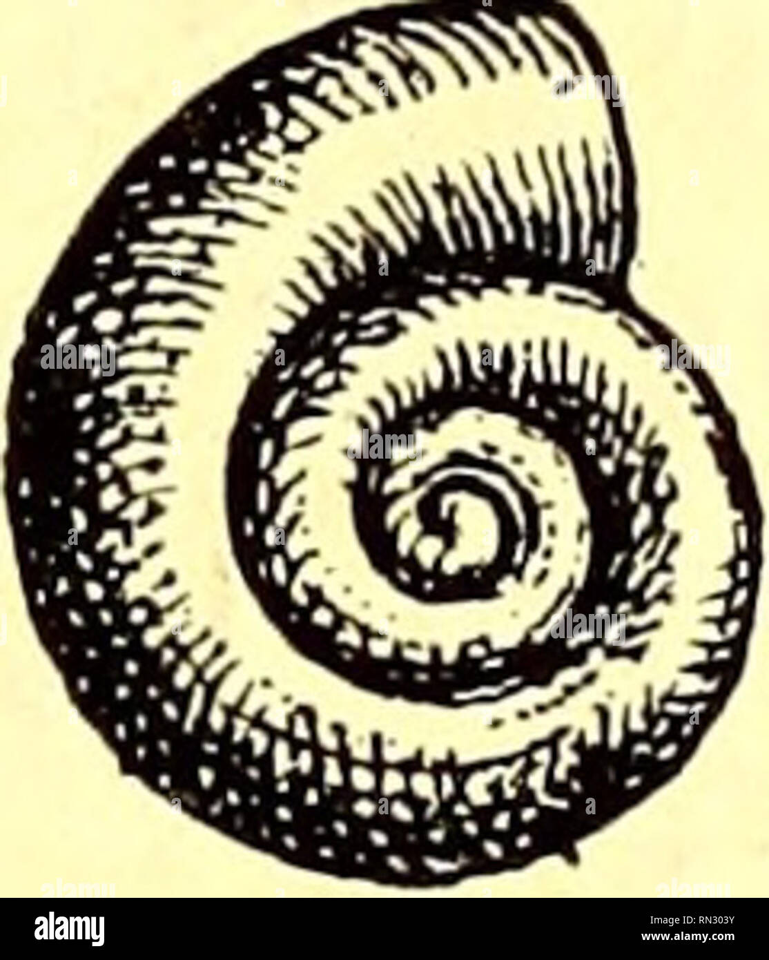 . Annales de la société Linnéenne de Lyon. Natural History. DES MOLLUSQUES QUATERNAIRES NOUVEAUX 203 S. Ragnebertensis Loc. 1 ses dépôts quaternaires des Umgebung de Lyon et du S. Joinvillensis Brgt.2, les mêmes Formationen des ENVI-Rons de Paris, de la Haute-Garonne et de la Vallée du Rhin; Mais il nous suffira de rappeler que Ces deux dernières Formes, dont La Taille est sensiblement La même que Celle du S. Jacquemeti, ont toutes Deux un galbe Encore plus étroitement élancé, une Spire encore plus acuminée que le * S'. Oblonga. Lebensraum. - Assez commun; Reponoud près Optevoz, La Gagne près Trept Stockfoto