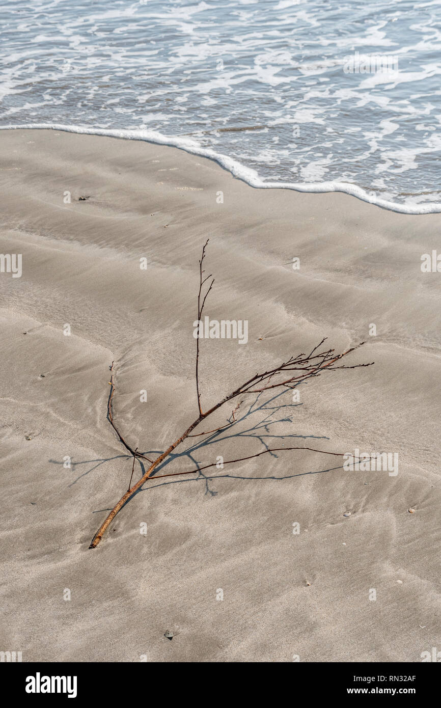 Kleiner Baum Niederlassung am Sandstrand mit eingehenden/ausgehenden Flut an den oberen Rand des Bildes. Stockfoto