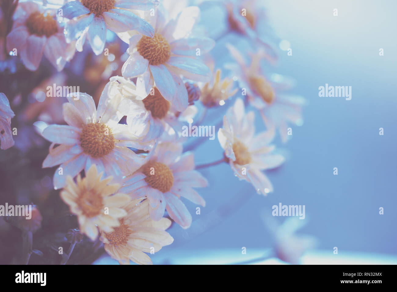 Blue vintage flower background. Blühende Blume chrysantheme nach regen Stockfoto