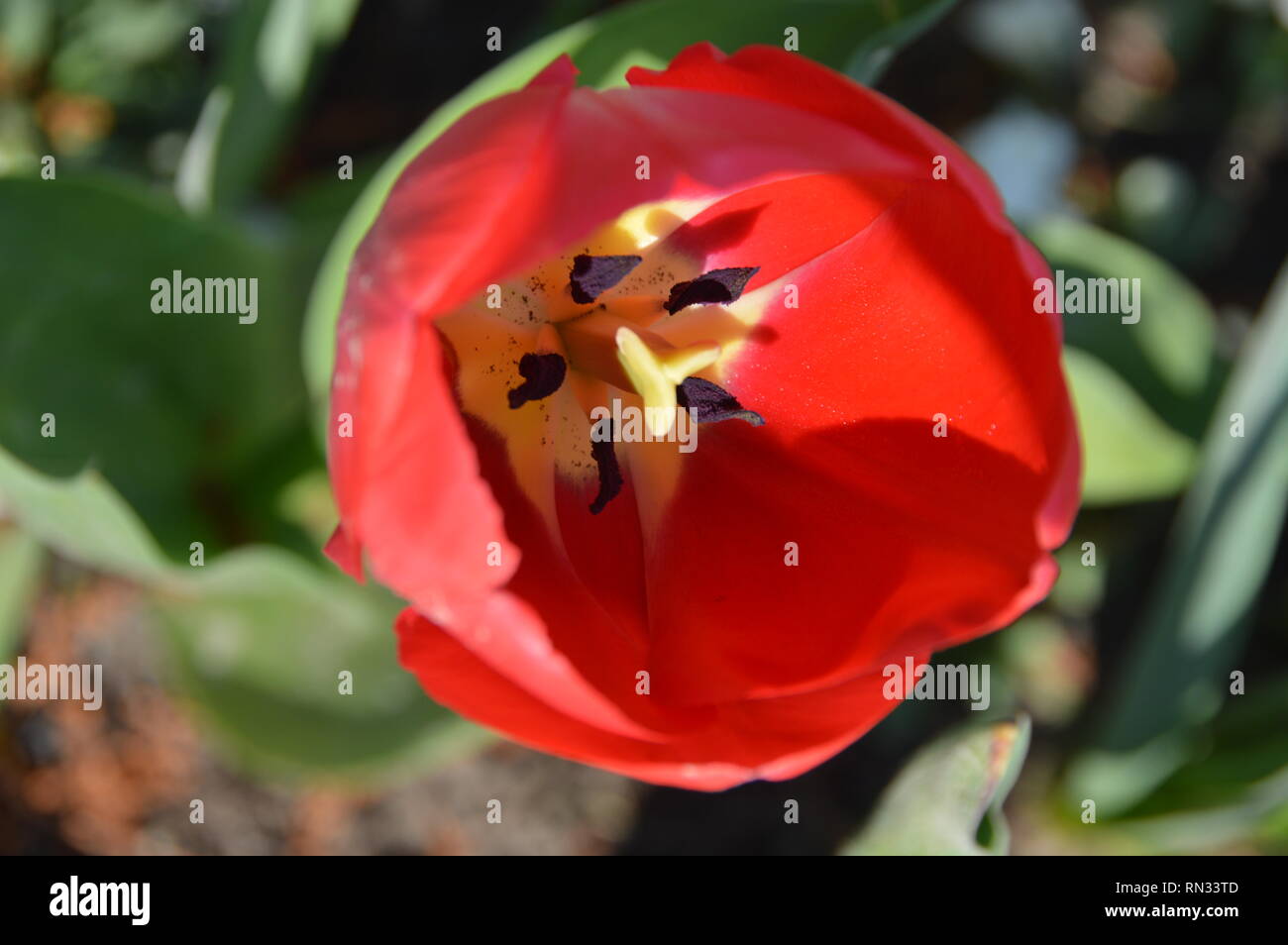 Makroaufnahme einer roten Tulpe mit Blick ins Stockfoto
