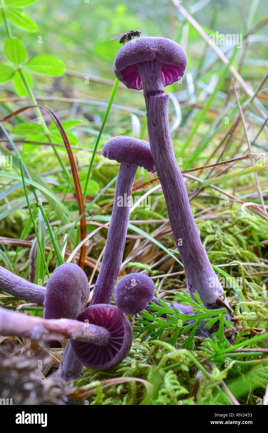 Amethyst Betrüger Laccaria amethystina Pilze im natürlichen Lebensraum, genießbar, aber sehr klein, normalerweise für die Mahlzeit Dekoration für seine schönen, pur verwendet Stockfoto
