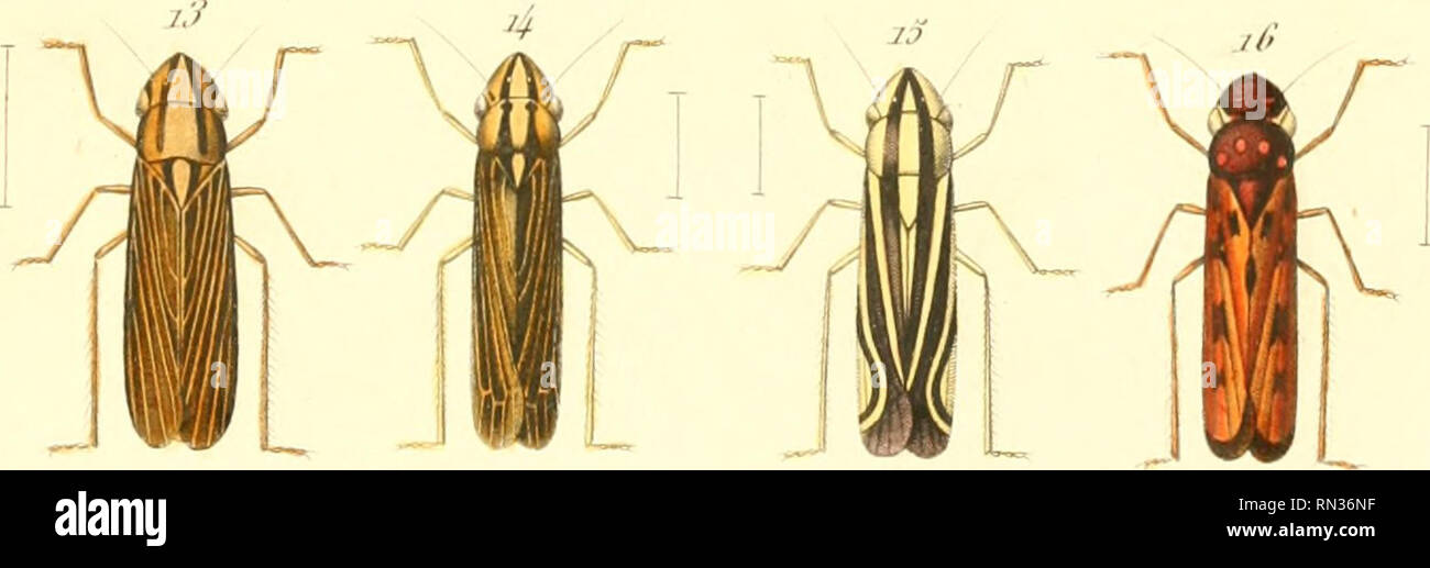 . Annales de la Société entomologique de France. Insekten; Entomologie. T., ich 'tt/ftiiri'/y//yw//Xi&lt;//ir'i-/. / "Ich-ffI/!-k/i Imp. /'I&gt; iir/Ai. Bitte beachten Sie, dass diese Bilder sind von der gescannten Seite Bilder, die digital für die Lesbarkeit verbessert haben mögen - Färbung und Aussehen dieser Abbildungen können nicht perfekt dem Original ähneln. extrahiert. Société entomologique de France; Société entomologique de France. Bulletin de la société entomologique de France 1833-94. Paris: La Société Stockfoto