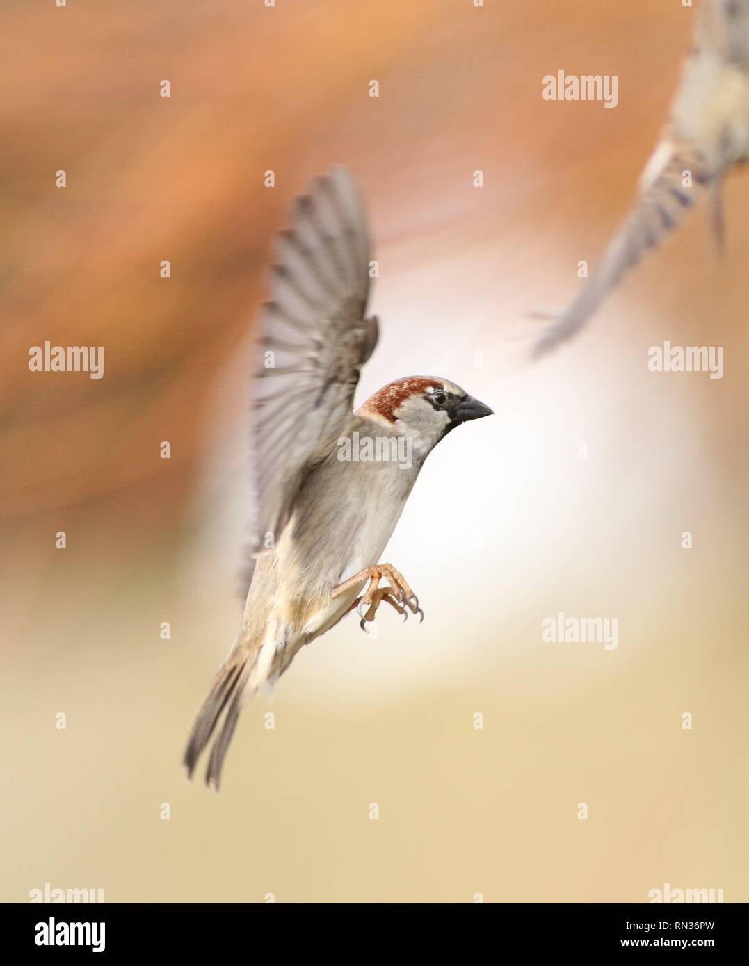 Männliche Haussperling (Passer domesticus) fliegen in Schilfrohr. Februar 2019, Gloucestershire, VEREINIGTES KÖNIGREICH Stockfoto