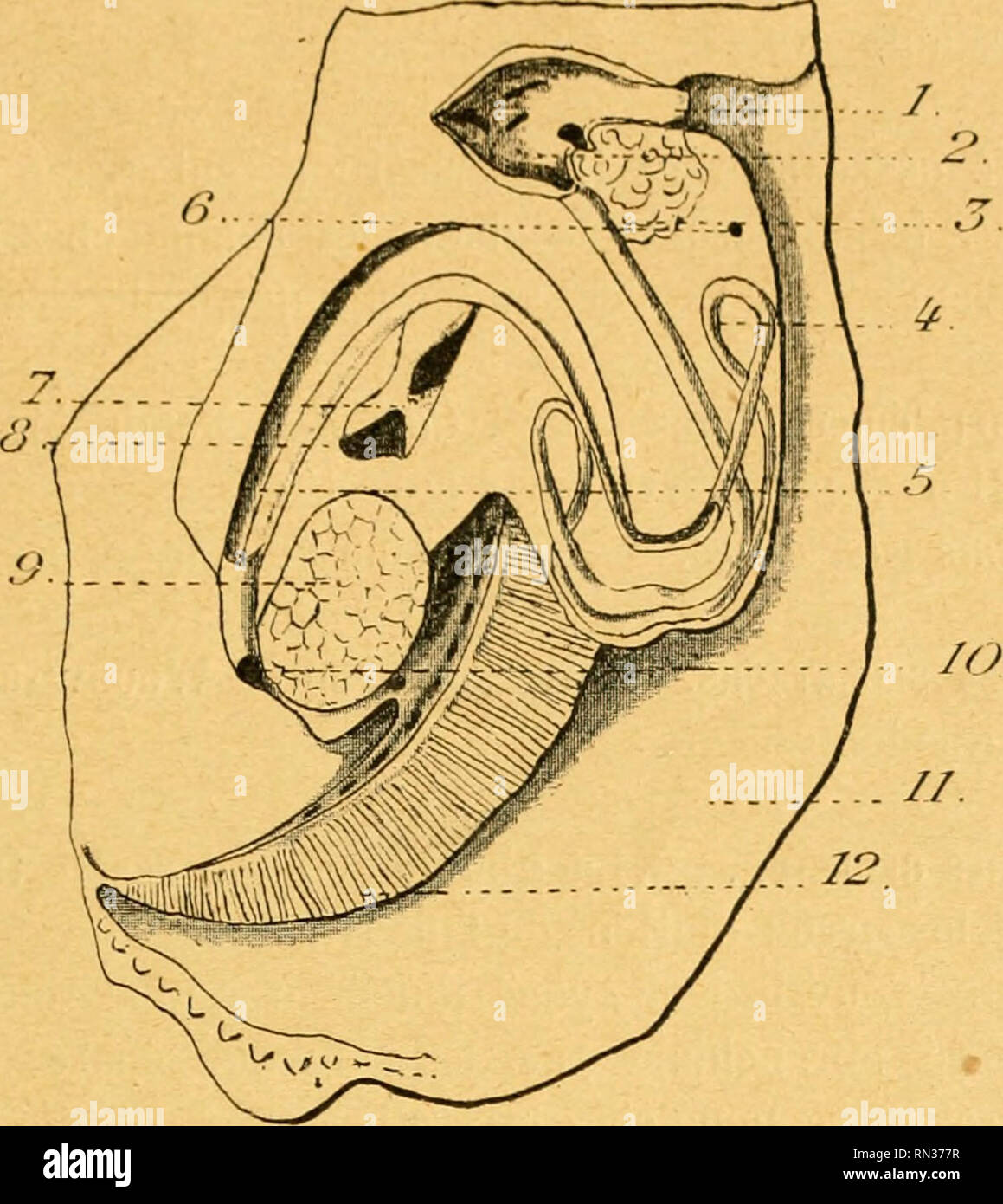 . Annales de la Société Royale zoologique et malacologique de Belgique. Zoologie; Muscheln. ZOOLOGIQl' E ET MAI.AC.OLOGIQUE DE BELGIQUE. 399 d'ailleurs, un-Muskel rétracteur rudimentaiiv situé au voisinage de l'adducteur, et dont Un certain Nombre de Fasern paraissent s'étendre jusqu'à-sur la Bosse viscérale.. Abb. 14. Ô. Appareil digestif. - Il y a deux paires de palpes labiaux pré-sentant des stries Bauchmuskel sur leurs Oberflächen accolées. Leur Disposition paraît identique en Somme à Celle qui a été chez les observée Aethé-ries. La Bouche conduit Presque directement dans l'Estomac, l'"-Phagen Stockfoto