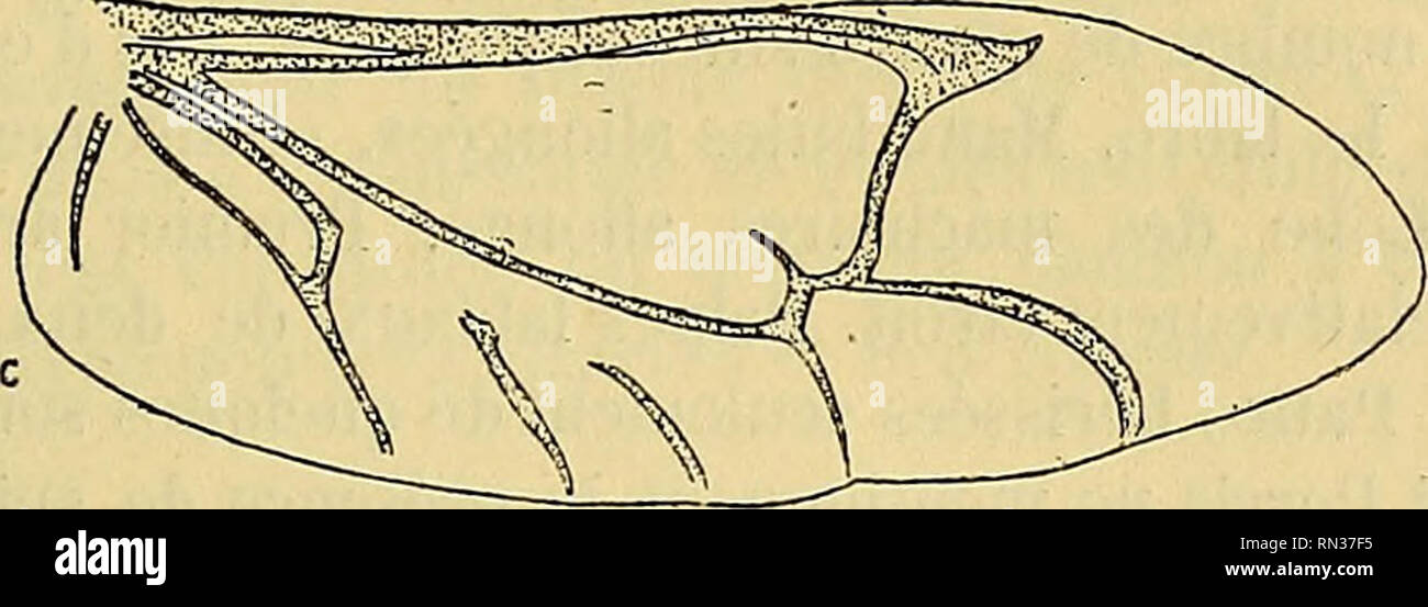 . Annales de la Société entomologique de France. . Abb. 27. - Ailes du Dinoderus miniUus Fabrikationsnr. (A), du Rhizopertha dominica Fabrikationsnr. [B) et du Stephanopachys quadncollis Mars, (c.) n'existe qu'une seule de ces Verzweigungen qui disparaissent Complète- dans le genre Rhizopertlw. L'aile de Dinoderus est assez Parti- culière: Elle est relativement groß, deux Plaketten brunes allongées, chitineuses occupent une Partie du disque du champ apikalen et le Stigma donne naissance à une Courte nervure récurrente. Le dimorphisme sexuel n'est jamais très accusé; ins Il n'est möglich tun distinguer le Stockfoto