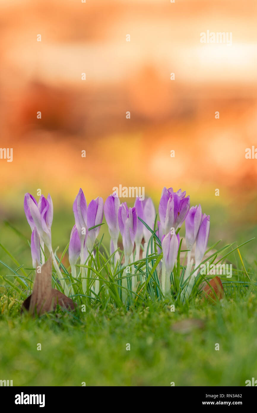 In der Nähe von schönen blühenden Krokusse im Frühling. Blick auf blühende Krokusse auf einer Wiese im Morgenlicht. Stockfoto