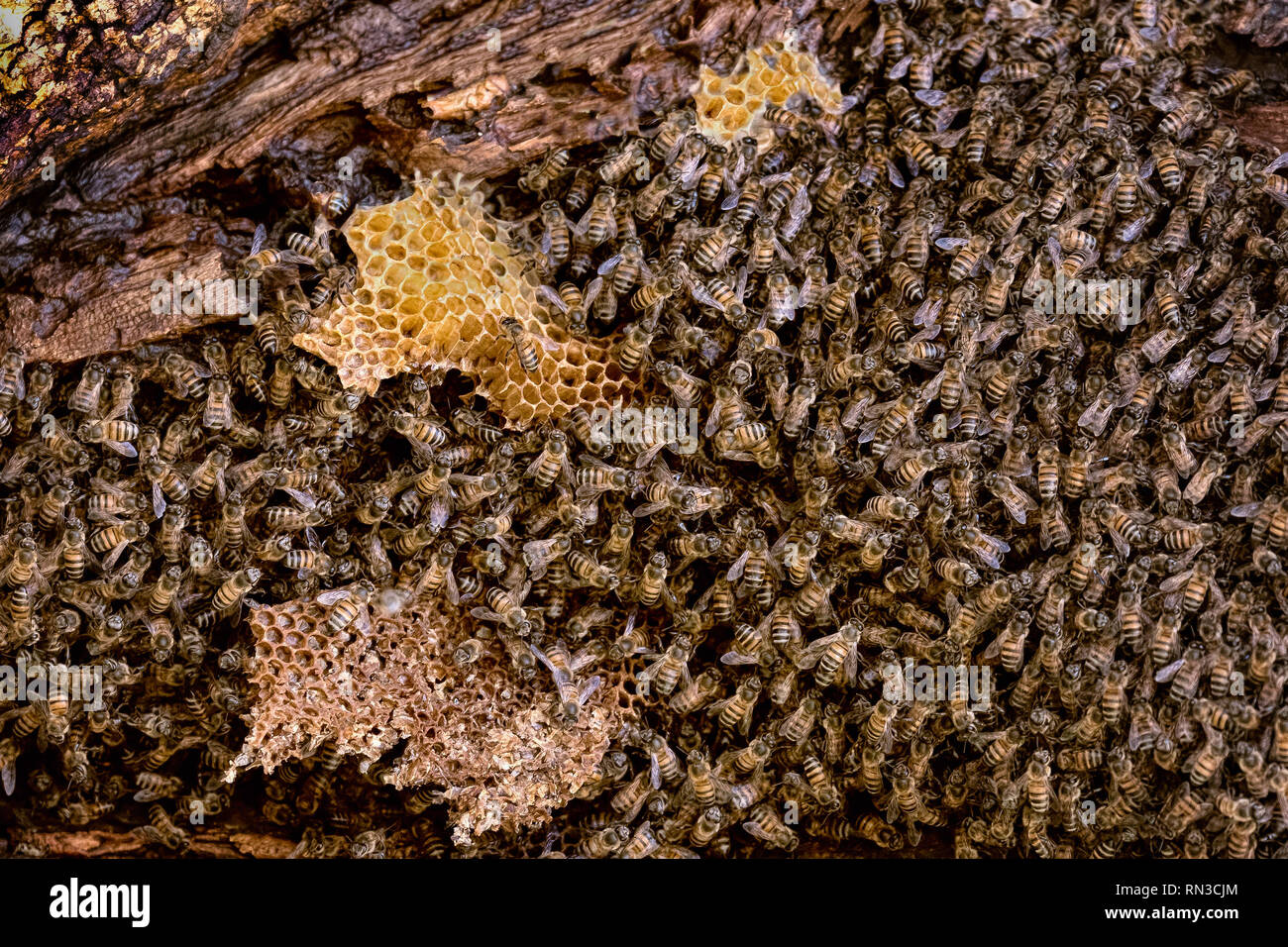 Bienen in Wilde auf Baum mit Waben Stockfoto