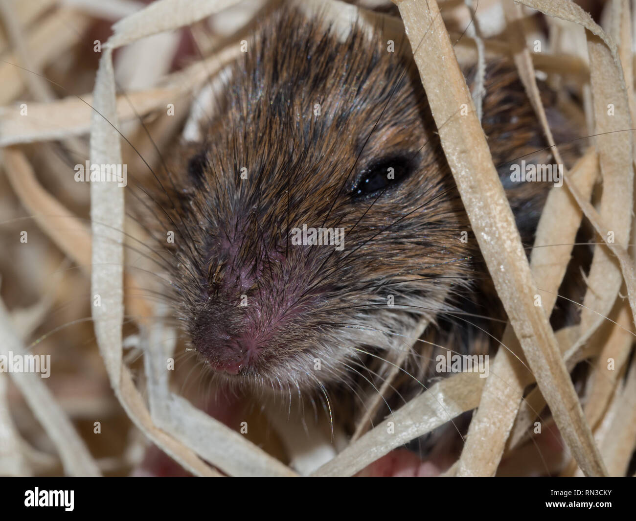 Maus in Holzwolle Stockfoto