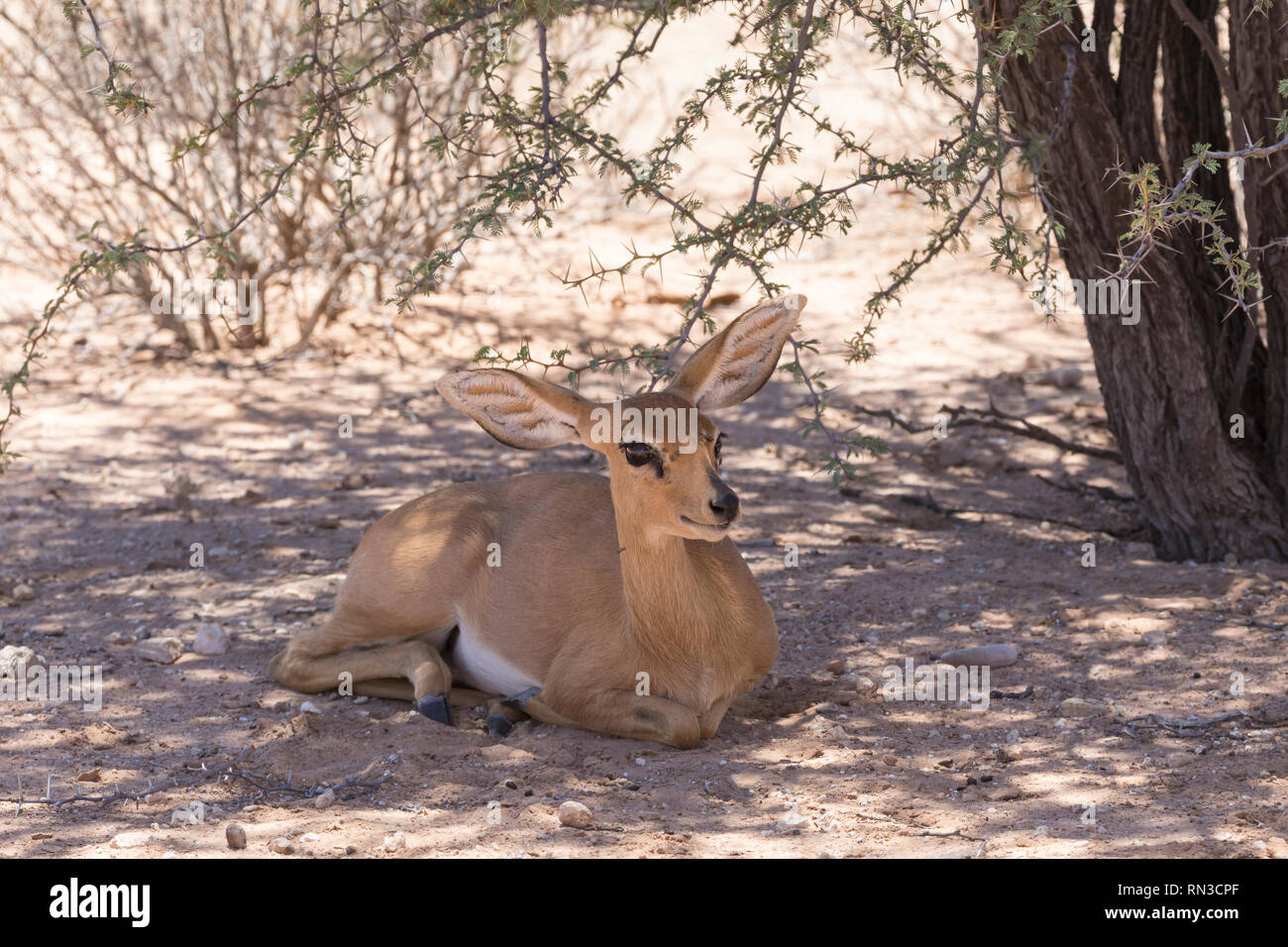 Kleine Steinböckchen, Raphicerus campestris, Ausruhen im Schatten unter einem Baum, Kgalagadi Transfrontier Park, Northern Cape, Südafrika. Kann ohne fr vorhanden Stockfoto