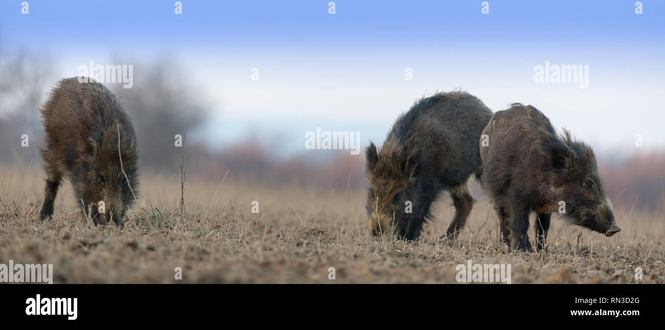 Wildschwein auf der Wiese Stockfoto