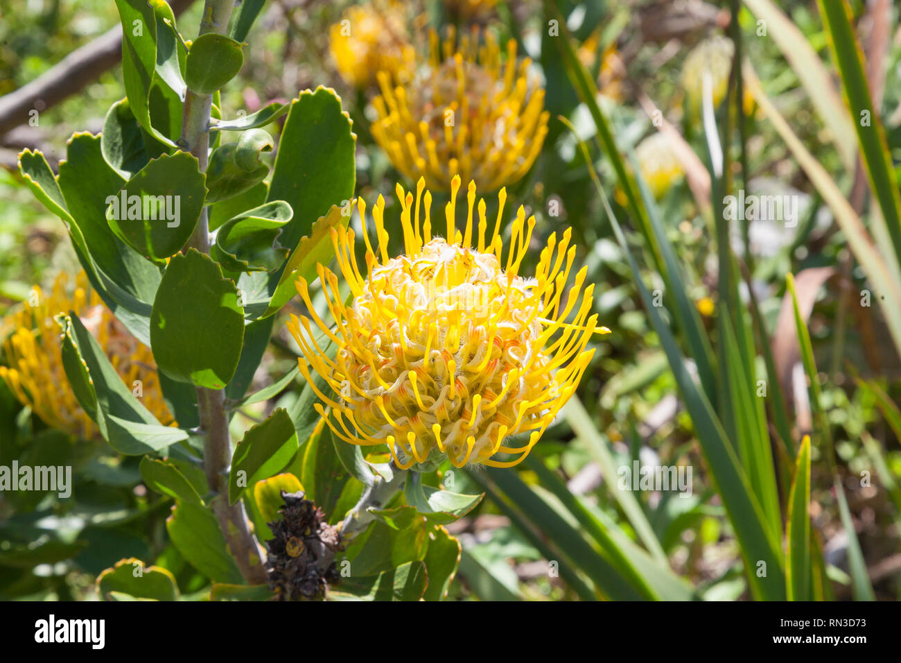 Gelbe Leucospermum cuneiforme oder Commaon Nadelkissen, Kirstenbosch Botanischer Garten, Western Cape, Südafrika Stockfoto