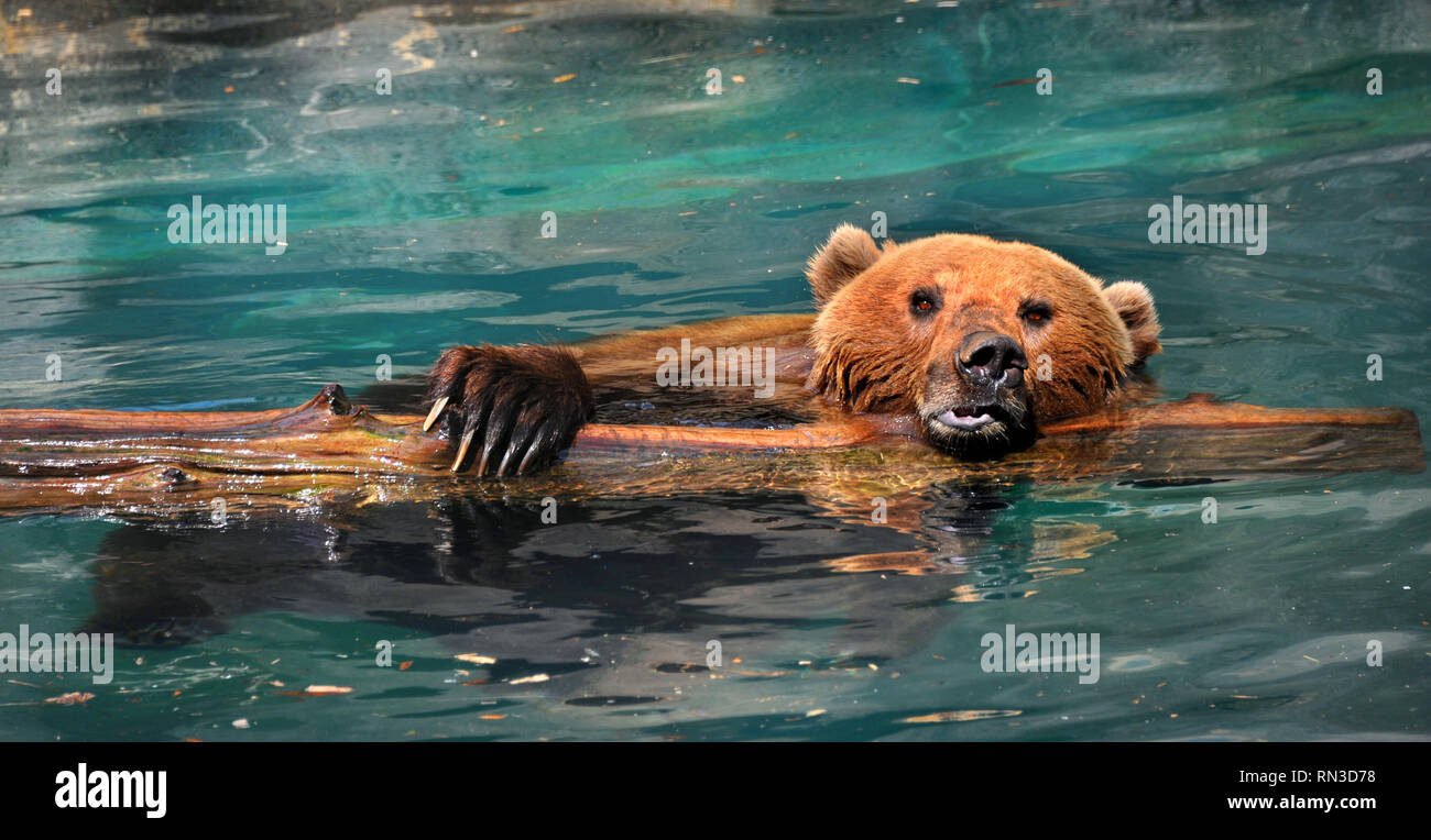 Nasse Grizzly Bär klammert sich an ein Protokoll beim Schwimmen in einem Pool von aqua Wasser in seinem 'Gehäuse. Lange Krallen graben sie in anmelden. Stockfoto