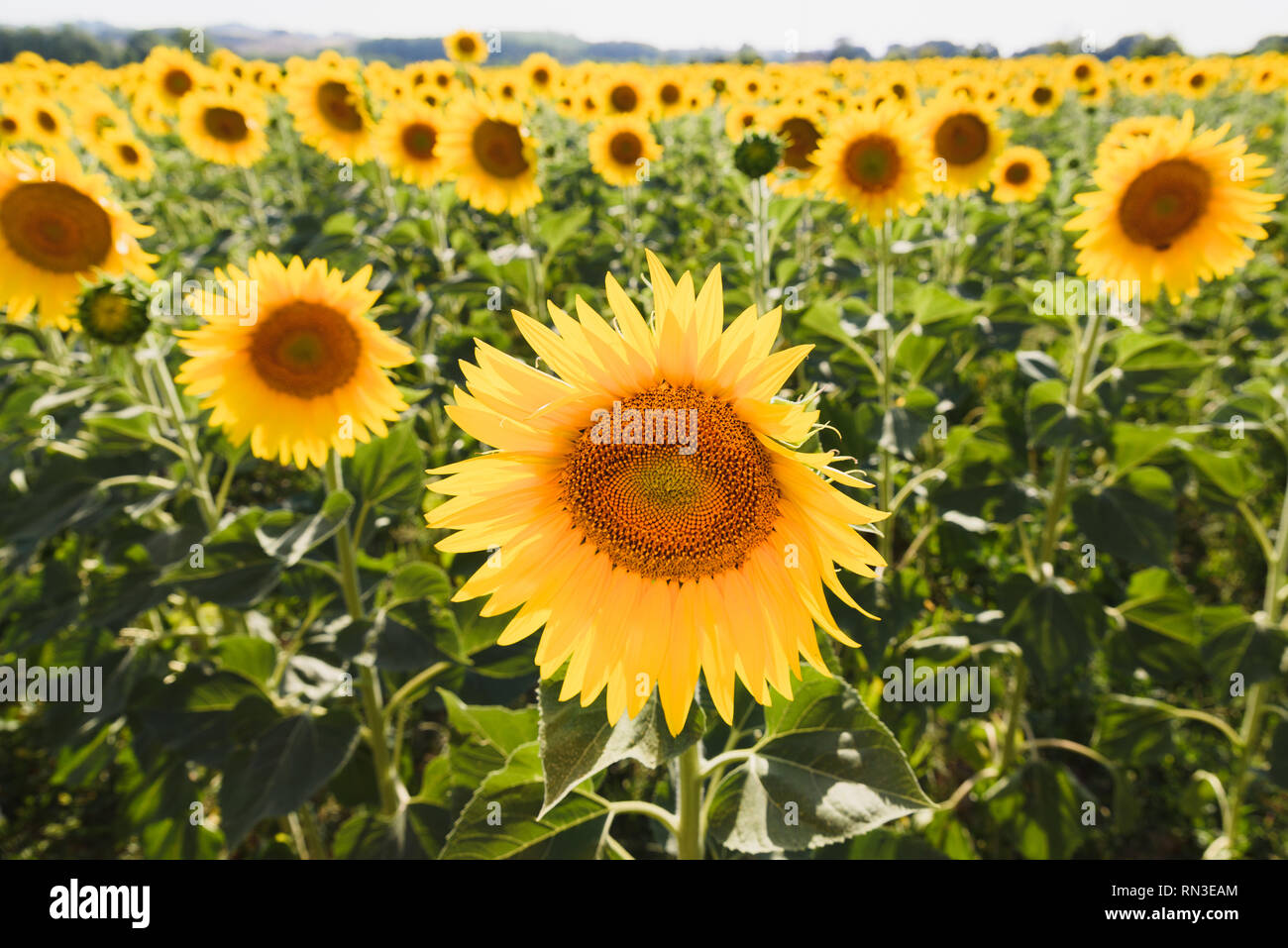 Sonnenblumen Feld mit einem prominenten Blume hoch und hoch über der anderen. Sonnenblumen haben reichlich Nutzen für die Gesundheit. Sonnenblumenöl verbessert die s Stockfoto