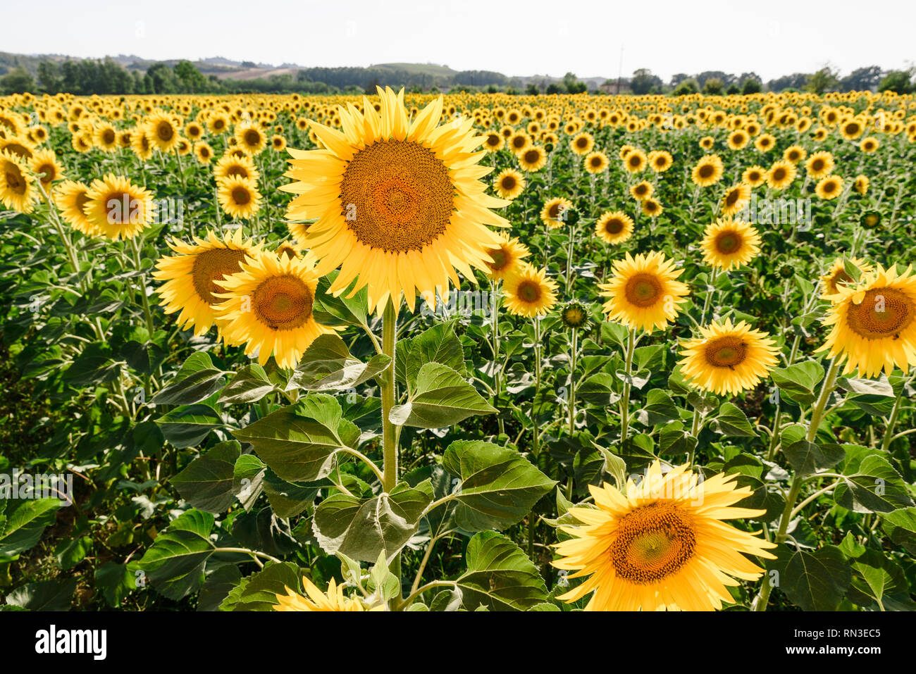 Sonnenblumen Feld mit einem prominenten Blume hoch und hoch über der anderen. Sonnenblumen haben reichlich Nutzen für die Gesundheit. Sonnenblumenöl verbessert die s Stockfoto