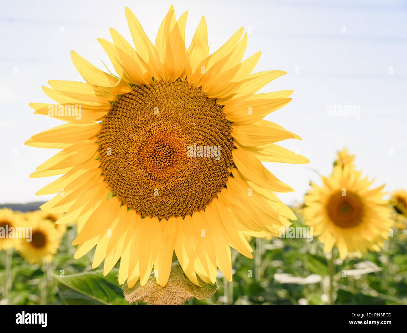 Sonnenblumen Feld mit einem prominenten Blume hoch und hoch über der anderen. Sonnenblumen haben reichlich Nutzen für die Gesundheit. Sonnenblumenöl verbessert die s Stockfoto