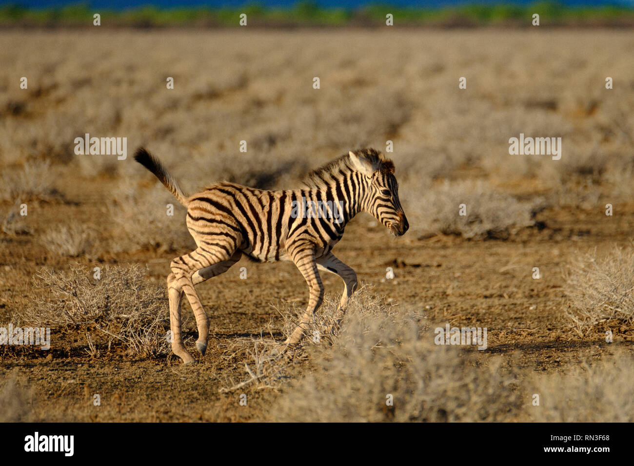 Ein junges Zebra im Etosha National Park, Namibia, Afrika Stockfoto