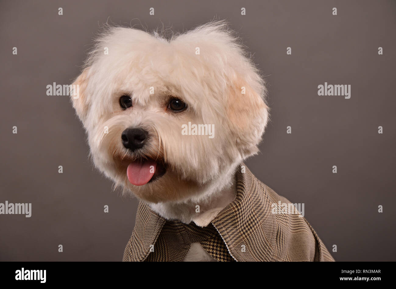 Portrait von süß Malteser Hund tragen elegante graue Jacke, Studio shot  Stockfotografie - Alamy