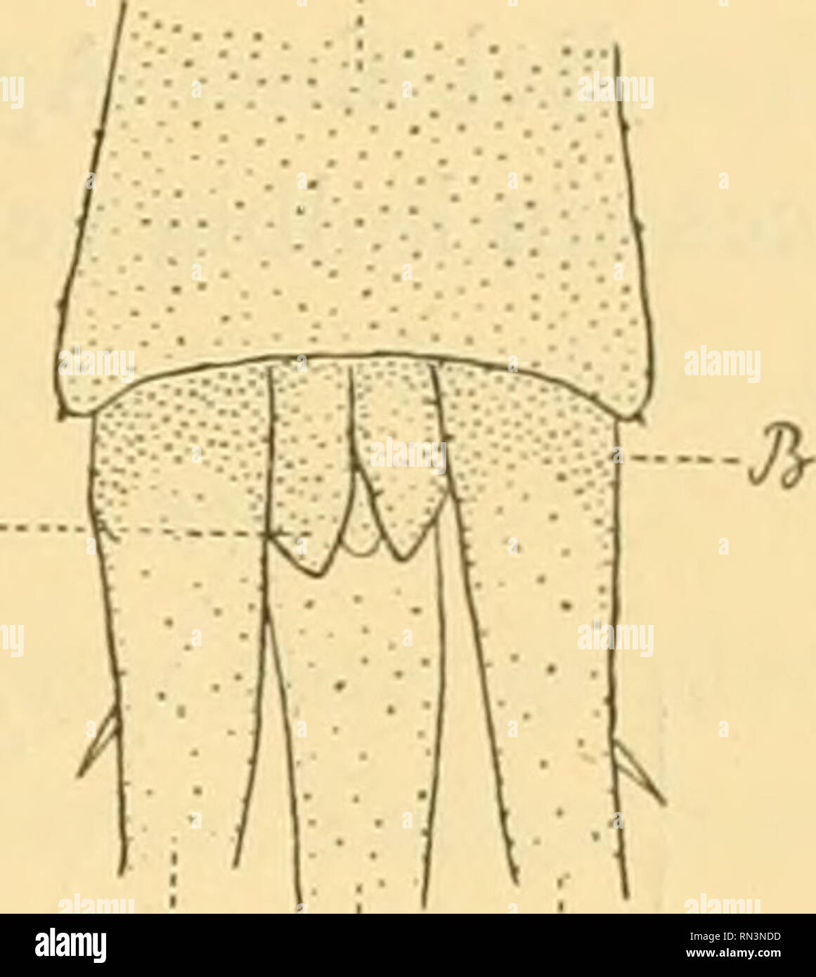 . Annalen des Naturhistorischen Museen in Wien. Naturhistorisches