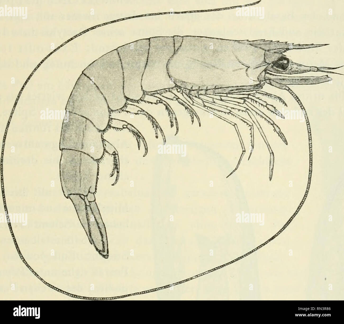 Metapenaeus affinis Fotos und Bildmaterial in hoher Auflösung Alamy