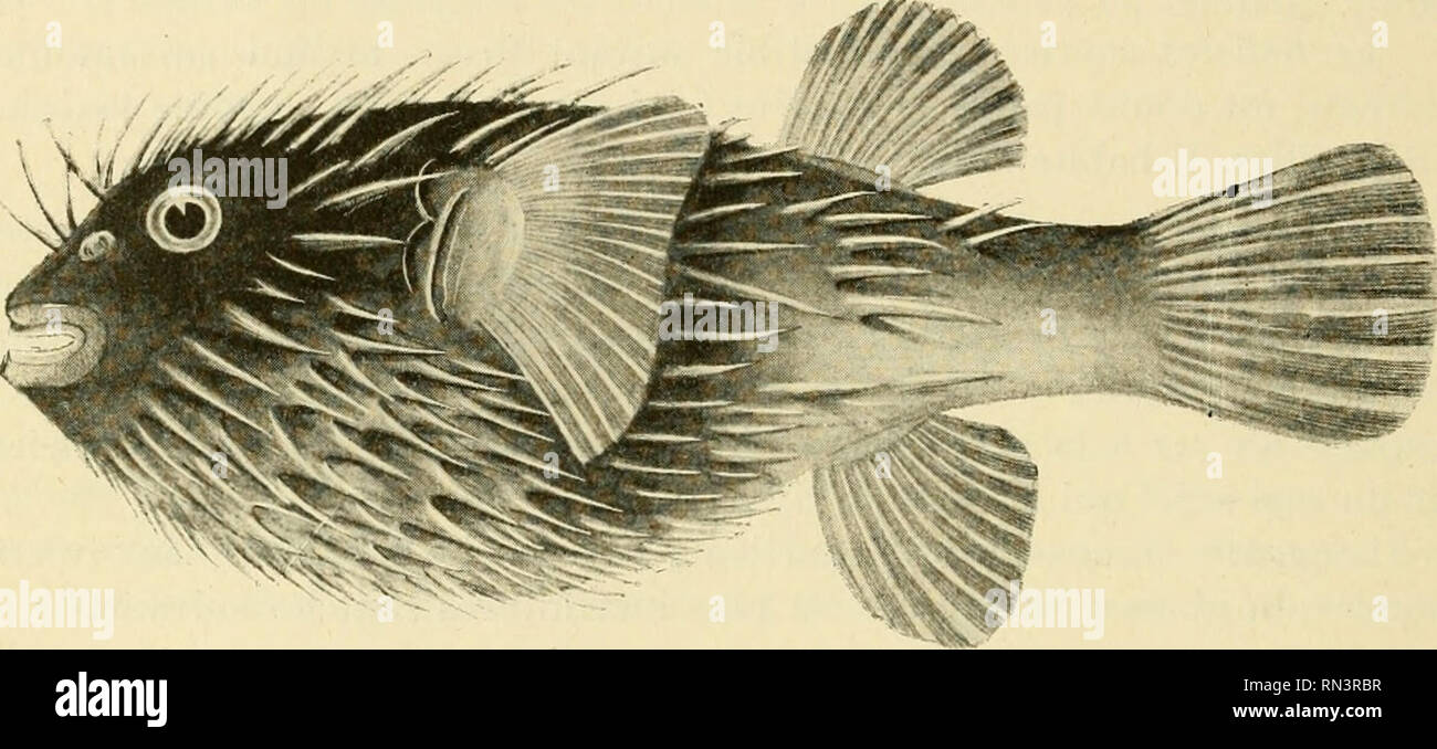 . ... Animaux et venimeux venins: la Funktion venimeuse Chez tous les Animaux; Les appareils venimeux; Les venins et leurs Propriétés; les Bewegun et usages Les venins; lénvenimation et son traitement. Giftige Tiere; Venom; Venom. 588 POISSONS Diodon liystrix. - Sohn aire géographique s'étend à l'Océan Indien, la Malaisie, Le Pacifique, l'Atlantique et même Au Cap (Abb. tout. 280) PisoN zitieren cette espèce comme renfermant sa vésicule biliaire un Gift très actif Dans. Moreau de Jonnès, Chevallier et Duchesne la citent comme vénéneuse. De Piochas a constaté par les expériences sur les Chats Stockfoto