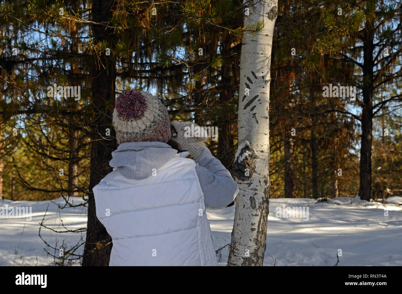 Ein Foto von einem Bären - Kratzte aspen Baum während ein Tier tracking Klasse im Winter. In der Nähe von Libby, Montana. Stockfoto