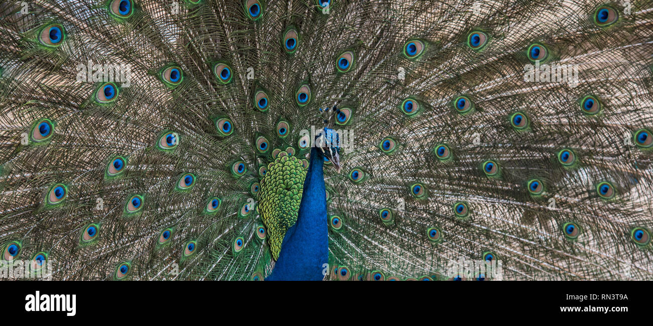 Pfau mit aufgefächerten Schwanzfedern Stockfoto