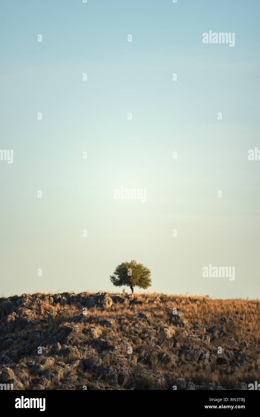 Auf einem Hügel in Nafplion, Griechenland Baum Stockfoto