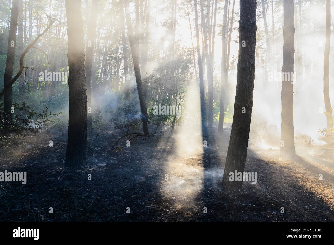 Wald bei Sonnenaufgang Stockfoto