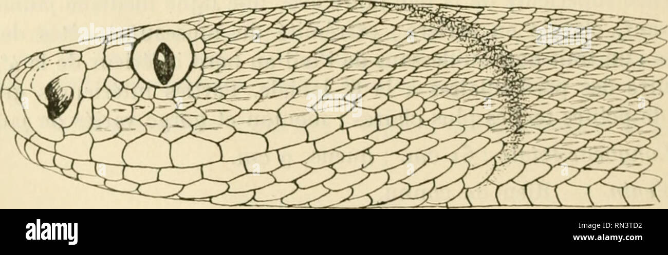 . ... Animaux et venimeux venins: la Funktion venimeuse Chez tous les Animaux; Les appareils venimeux; Les venins et leurs Propriétés; les Bewegun et usages Les venins; lénvenimation et son traitement. Giftige Tiere; Venom; Venom. Abbn. 151, 1.12. Plaketten céplialiqucs tle Vipcra ritssclli. Orij. entourer des Haken brun Rougeâtre; les Haken vertébrales fusionner peuvent se en une ligne ondulouse. Tête avec de Grandes Marques sombres symétricpies et deux Merkmale clairs se réunissant sur le museau et divergeant en arrière. Blanc jaunâtre en Dessous, uniforme, ou avec de petites lâches Noi Stockfoto
