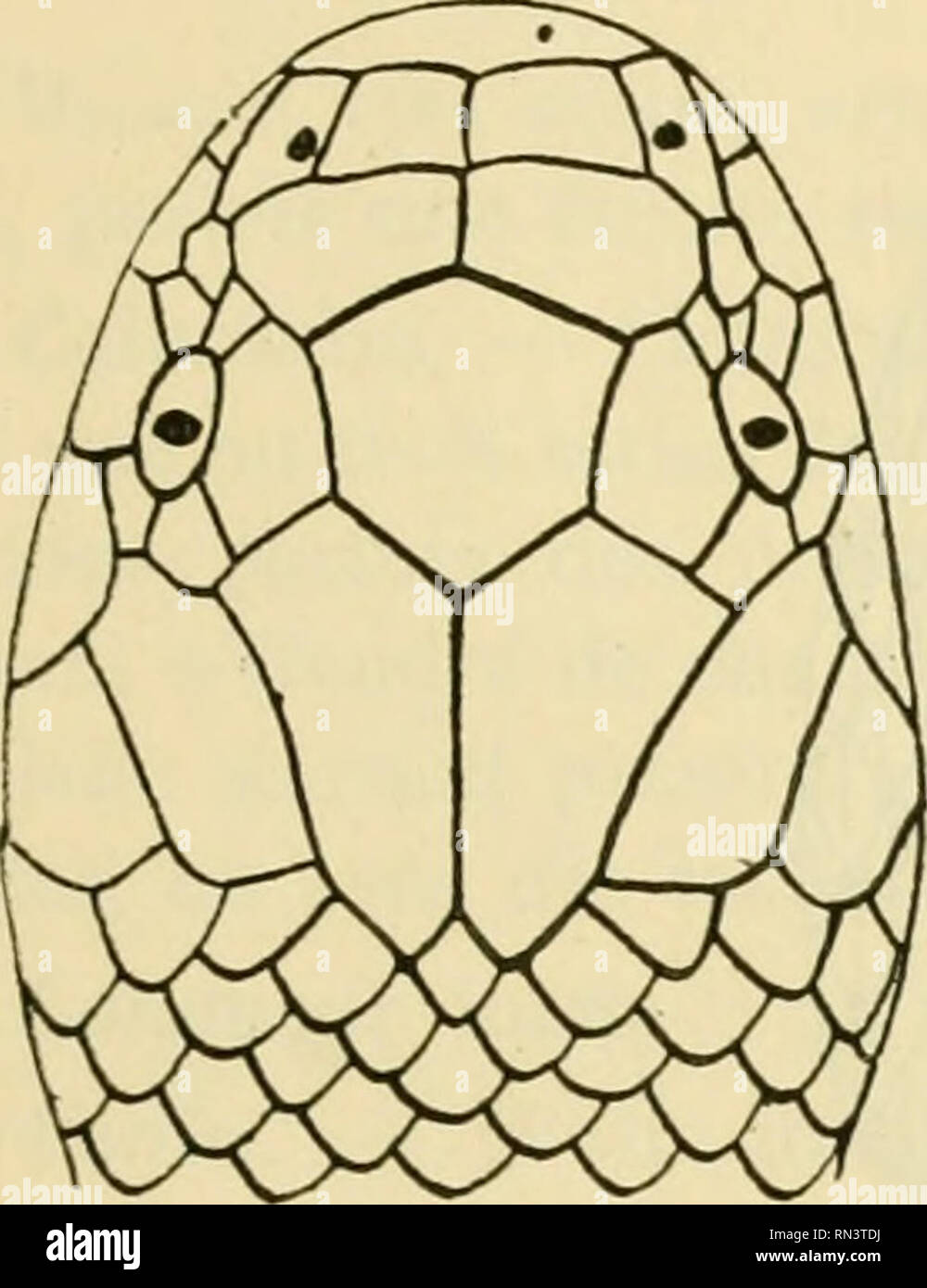 . ... Animaux et venimeux venins: la Funktion venimeuse Chez tous les Animaux; Les appareils venimeux; Les venins et leurs Propriétés; les Bewegun et usages Les venins; lénvenimation et son traitement. Giftige Tiere; Venom; Venom. Schlangen VENIMEUX D ASIE 305 Vipéridés Genre distincte Azemiops Tête de Garde, recouverte de Plaketten symétriques; Narine dans une nasale entière; loréale Présente; oeil modéré avec Hotelkino verticale. Corps; cylindrique écailles Lisses de 17 Rangées; ventrales arrondies; queue Courte; sous-Caudales sur deux Rangs. Azemiops Gebühr Museau Gericht et arrondi, tête e Stockfoto