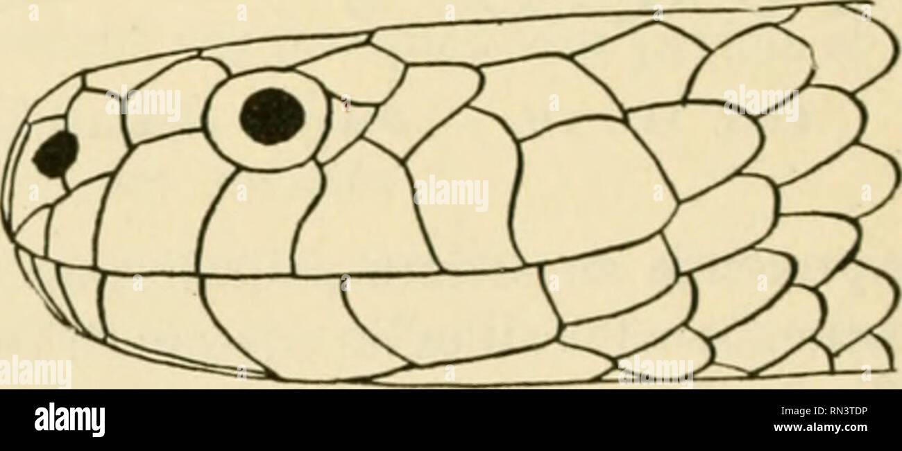 . ... Animaux et venimeux venins: la Funktion venimeuse Chez tous les Animaux; Les appareils venimeux; Les venins et leurs Propriétés; les Bewegun et usages Les venins; lénvenimation et son traitement. Giftige Tiere; Venom; Venom. Fies. 147, 148. - Plaques de céphaliques Callophis macclelandi. Orig. petite, distincte de Garde; oeil Petit avec Hotelkino ronde; narine Entre Deux nasales; Pas de loréale. Korps cylindrique très Allongé; écailles Lisses en I.s. rangées; ventrales arrondies. Queue courte; sous-Caudales de 2 rangées Rien n'est 1611 sur le venin des 5 espèces qui constituen Stockfoto