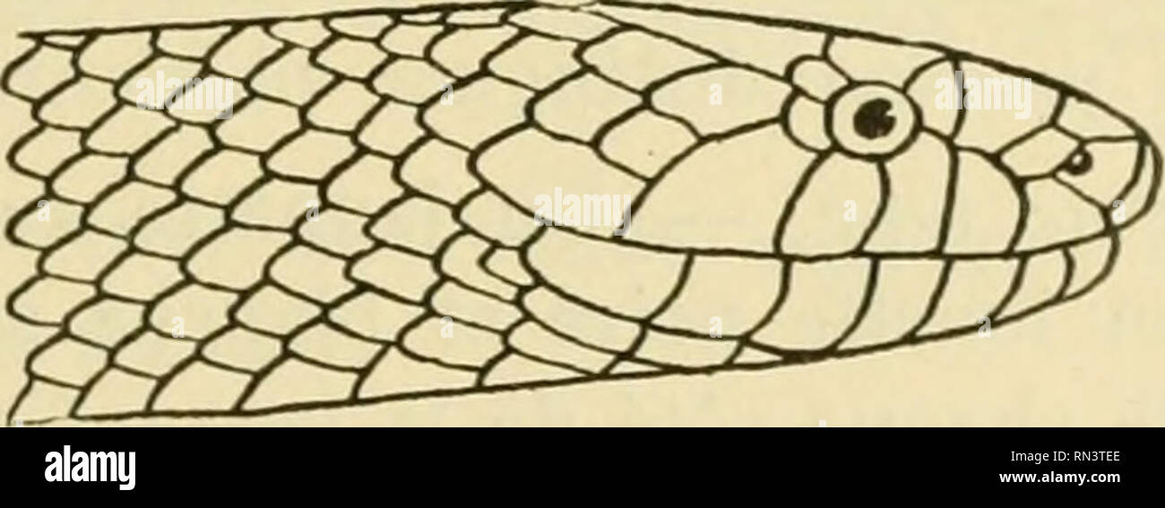 . ... Animaux et venimeux venins: la Funktion venimeuse Chez tous les Animaux; Les appareils venimeux; Les venins et leurs Propriétés; les Bewegun et usages Les venins; lénvenimation et son traitement. Giftige Tiere; Venom; Venom. Abbn. 143, 144. - Plaques de céphaliques Glyphodon tristis. Oris pas distincte de Garde; oeil Petit, avec une Hotelkino ronde ou Sub-elliptique. Narine Entre Deux nasales; généralement Pas de loréale. Ecailles lisses, verpflich- Schlangen, sans dépressions, en Ich 3 à 17 Rangs, celles du Rang vertébral plus Grandes et hexagonales; ventrales modérée arrondies; queue Courte ou Stockfoto