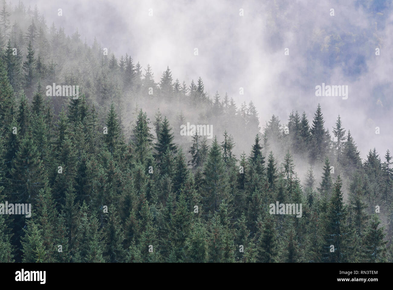 Nebel über den Pinienwald in Karpatenbogens, Ukraine Stockfoto