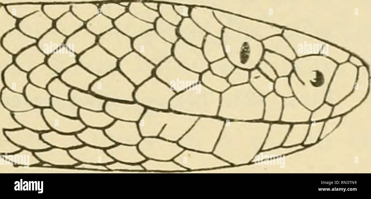 . ... Animaux et venimeux venins: la Funktion venimeuse Chez tous les Animaux; Les appareils venimeux; Les venins et leurs Propriétés; les Bewegun et usages Les venins; lénvenimation et son traitement. Giftige Tiere; Venom; Venom. Abbn. 12], 122. Plaketten céphaliques de Vipera iirsini. Gris deux ou Trois séries de Haken sombres Le Long des Côtés. Quelques petites Haken et une Abbildung en A sur le Sommet de la Tête; une Bande düstere de l'oeil à la Commissure. Menton et Schlucht blanc jaunâtre; Gesicht Ven-trale Noire ponctuée de Blanc; Queue, Chez quelques femelles, terminée par le Jaune. Lon Stockfoto