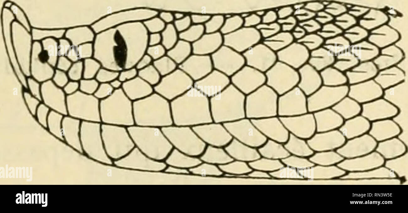 . ... Animaux et venimeux venins: la Funktion venimeuse Chez tous les Animaux; Les appareils venimeux; Les venins et leurs Propriétés; les Bewegun et usages Les venins; lénvenimation et son traitement. Giftige Tiere; Venom; Venom. Abb. 88, 89. - Plaques céphaliqiies de Vipera latastei. Orig. qui protège l'extrémité des mandibules, et qui s'appelle mandibulaire soiis - Mediane. En arrière de Celle-ci se trouvent Deux disposées paires de Pla-ques, Les sous-mandibulaires antérieures, et les sous-mandibulaires posté - rieures, qui occupent la région Mediane du Menton séparées par un-Sillon de Stockfoto