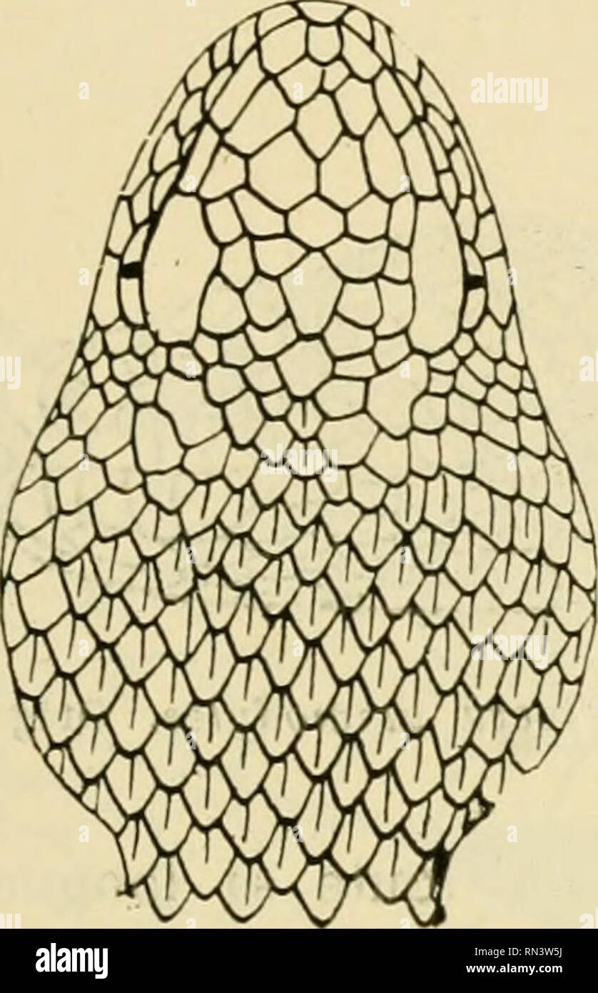 . ... Animaux et venimeux venins: la Funktion venimeuse Chez tous les Animaux; Les appareils venimeux; Les venins et leurs Propriétés; les Bewegun et usages Les venins; lénvenimation et son traitement. Giftige Tiere; Venom; Venom. CARACTERES VENIMEUX DES EXTERIEURS SCHLANGEN 231 qui Donne son nom à la région. Celle-ci est en déprimée gouttière, ce qui rend Saillant l'Angle dièdre d'Schnittpunkt des Deux Faces, Winkel nicht l'Grat porte Le nom de canthus rostraUs. Le Globe oculaire est bordé en arrière par postoculnires Trois; ce Nombre varie Suivant les espèces. Les iX) stoculaires sind Su Stockfoto