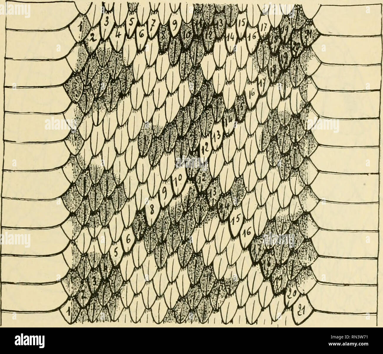 . ... Animaux et venimeux venins: la Funktion venimeuse Chez tous les Animaux; Les appareils venimeux; Les venins et leurs Propriétés; les Bewegun et usages Les venins; lénvenimation et son traitement. Giftige Tiere; Venom; Venom. CARACTERES VENIMEUX DES EXTERIEURS SCHLANGEN 227 à-près de Loo, (Python, Boa). Chez nos Schlangen d'Europa, les Limits ex-trêmes sind plus rapprochées: c'est ainsi qu'il y a 21 ou 23 rangées chez Vipera aspis (Abb. 79), 17 ou 19 Chez la Couleuvre de Montpellier (Coelo - peltis monspessulona) - Les écailles ont une forme générale ou elliptique lancéolée; Elles so Stockfoto