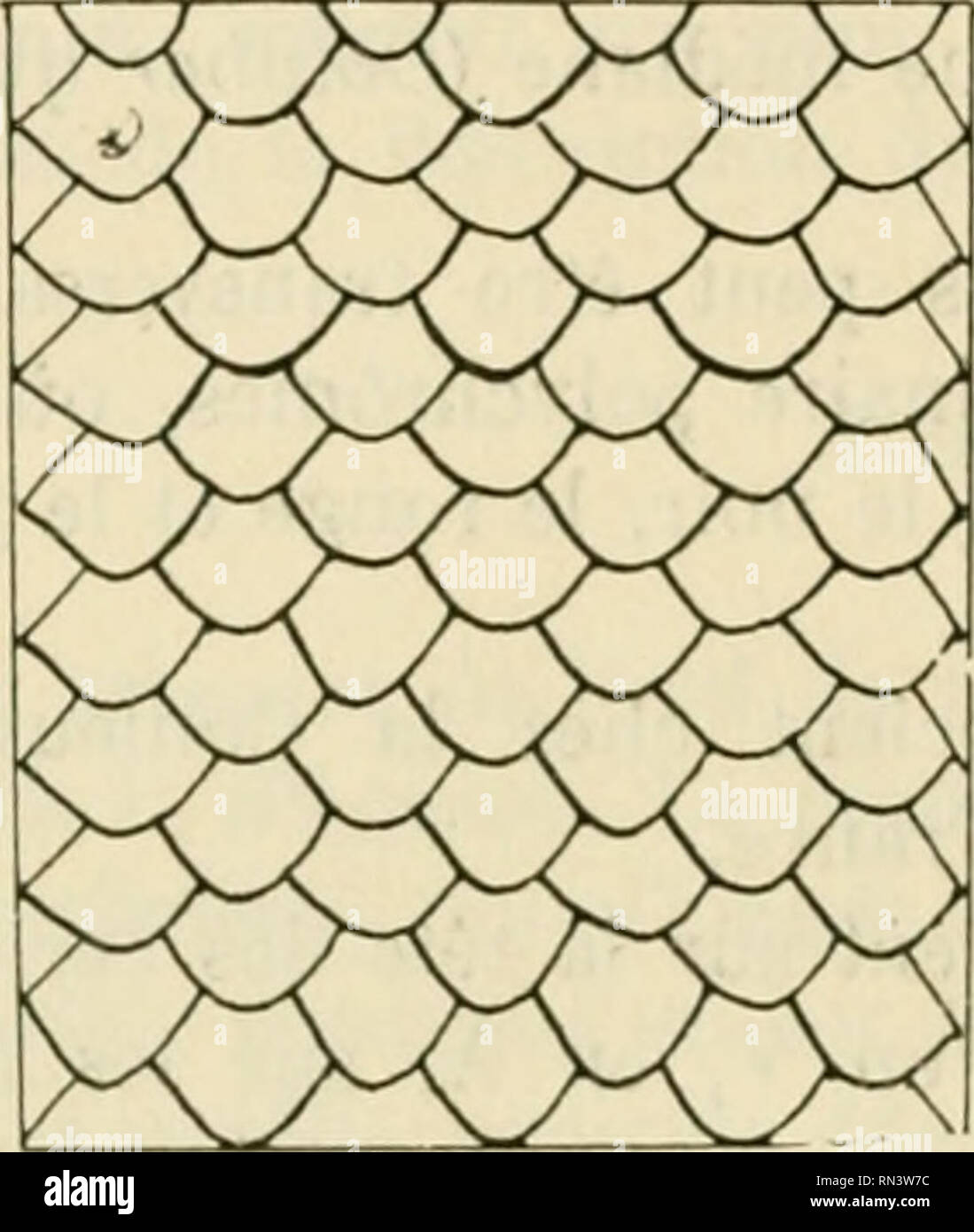 . ... Animaux et venimeux venins: la Funktion venimeuse Chez tous les Animaux; Les appareils venimeux; Les venins et leurs Propriétés; les Bewegun et usages Les venins; lénvenimation et son traitement. Giftige Tiere; Venom; Venom. 22 () SKRl^ ENTS La variété des coloris, des Dessins, Les Reflets Du Nelouté de la peau sind donc d'une réelle utilité dans la Diagnostizieren des espèces et Font que malgré Leur nudité Sèche, beaucoup de Schlangen sind néanmoins somp - tueusement Vêtus. Plaketten et Les écailles épaississements dermiques sur lesquels se Moule l'épidémie de Schlangen se distinguent en Deux Stockfoto