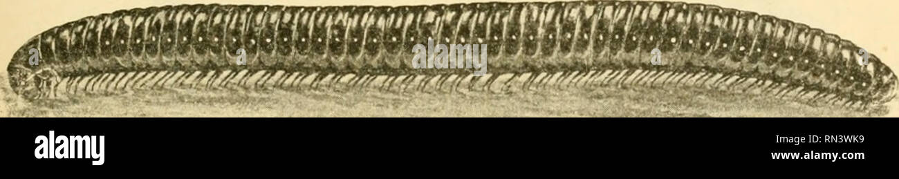 . ... Animaux et venimeux venins: la Funktion venimeuse Chez tous les Animaux; Les appareils venimeux; Les venins et leurs Propriétés; les Bewegun et usages Les venins; lénvenimation et son traitement. Giftige Tiere; Venom; Venom. CIIAPn IlE V MYRIAPODES BIOLOGIE ET KLASSIFIZIERUNG GÉNÉRALE La Classe des Myriapodes est divisée en Deux: les ordres distincts Chilofjnathes et les Chilopodes. Chez les Premiers, Les mandibules sind munies de larges Plaketten à dentelures obtuses, et les mâchoires, mehr oder weniger atrophiées, se réunissent pour ehemalige Une große Plakette buccale inférieure. Ces Anima Stockfoto