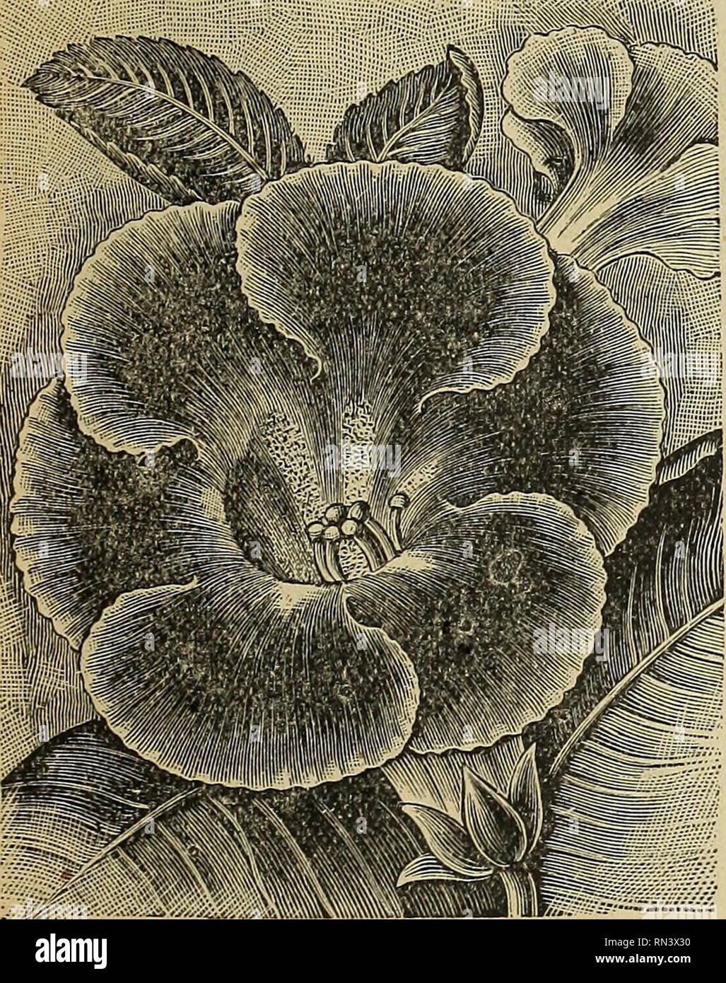 . Zeit Löser &Amp; Co.: seedsmen und Floristen. Baumschulen Minnesota Austin Kataloge; Gemüse; Blumen Samen Samen Kataloge Kataloge; Frucht Samen Kataloge; Pflanzen, Zierpflanzen Kataloge. AUSTIN, Minnesota. 39 Amalthee. - Pure White mit großen violett-roten Fleck; Masse der Corolla samtig-violett, die unteren Blütenblätter leicht getönt mit Lila. Erzherzogin Marie Christine, - Weiße, leicht mit lila gefärbten, geflammt rosy Carmine, große Blüten in ausgezeichneter Form. 15 c. Shakespeare.-Weiß, sehr leicht mit Carmine durchdrungen - Rose; große rosa Fleck. Sehr große Blüte Spike. 10 c. Reine Bla Stockfoto