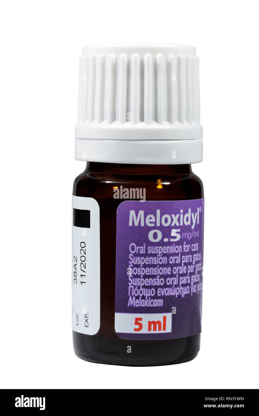 Meloxidyll 0,5 mg/ml orale Suspension zur postoperativen Schmerzbehandlung für Katzen. Stockfoto