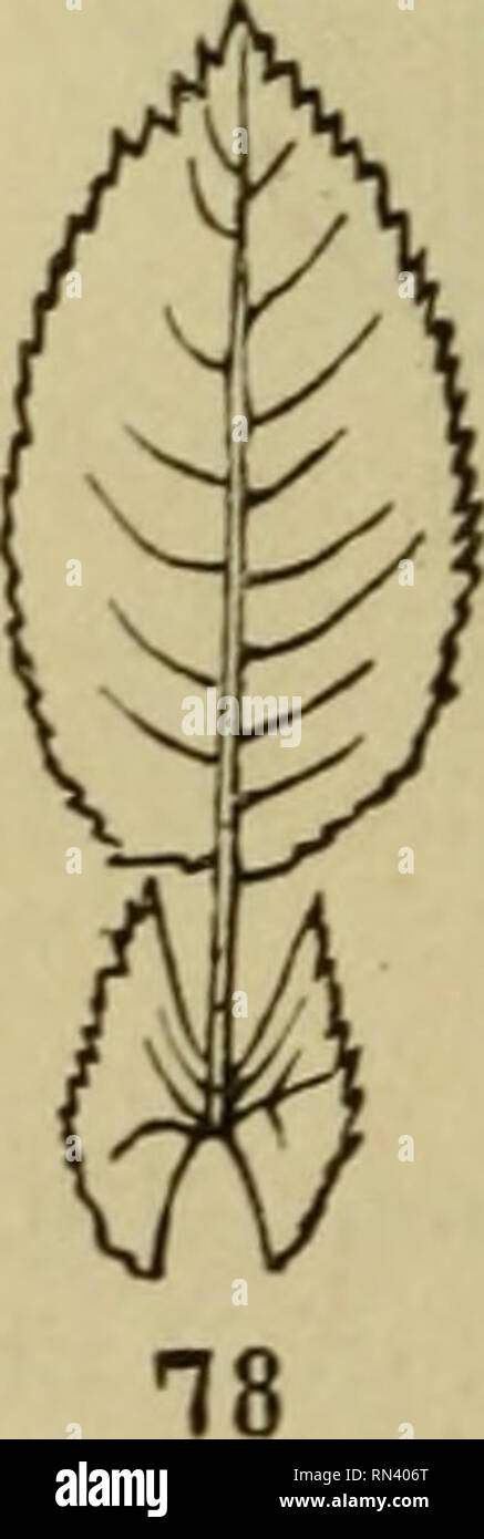 . Anleitung zum Botanisieren und zur Anlegung von Pflanzensammlungen. Botanische Exemplare; Pflanzen. . Bitte beachten Sie, dass diese Bilder sind von der gescannten Seite Bilder, die digital für die Lesbarkeit verbessert haben mögen - Färbung und Aussehen dieser Abbildungen können nicht perfekt dem Original ähneln. extrahiert. Wünsche, Otto, 1839-1905; Schmidlin, Eduard, 1808?-1890. Berlin, S. Parey Stockfoto