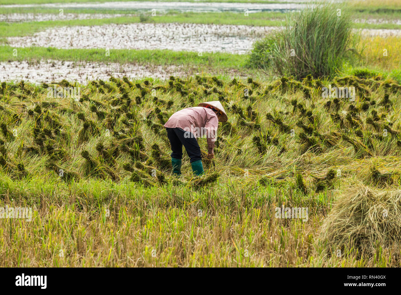 Landwirt in Feld in Hanoi, Vietnam arbeiten Stockfoto