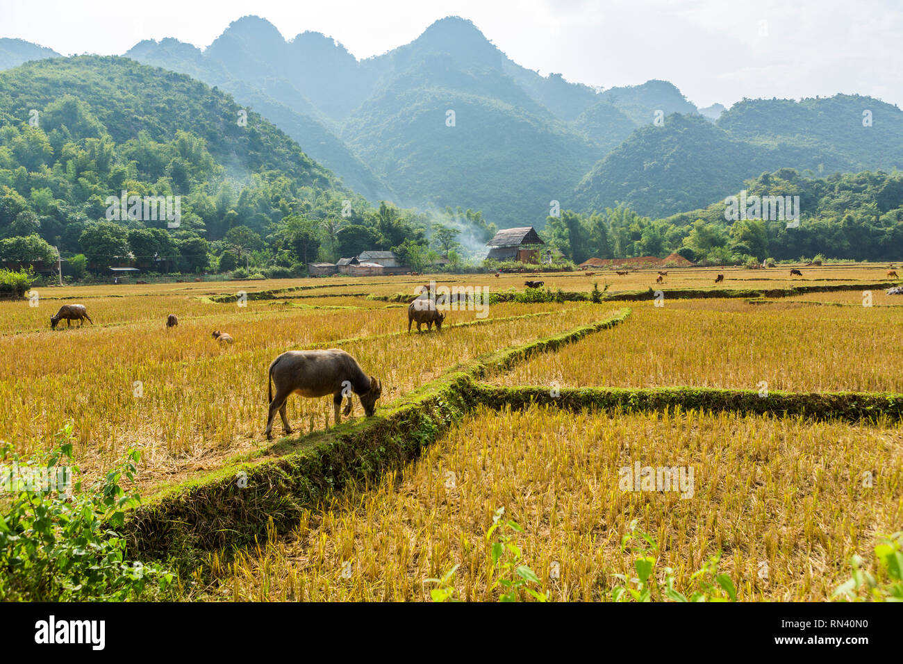 Wasserbüffel weiden auf Reisfelder im Mai Chau, Vietnam Stockfoto
