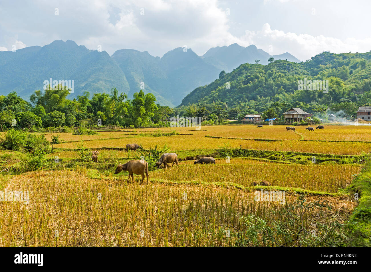 Wasserbüffel weiden auf Reisfelder im Mai Chau, Vietnam Stockfoto