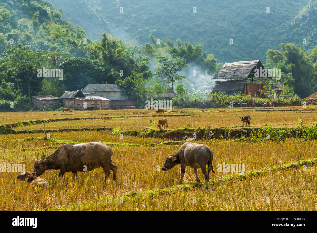 Wasserbüffel weiden auf Reisfelder im Mai Chau, Vietnam Stockfoto