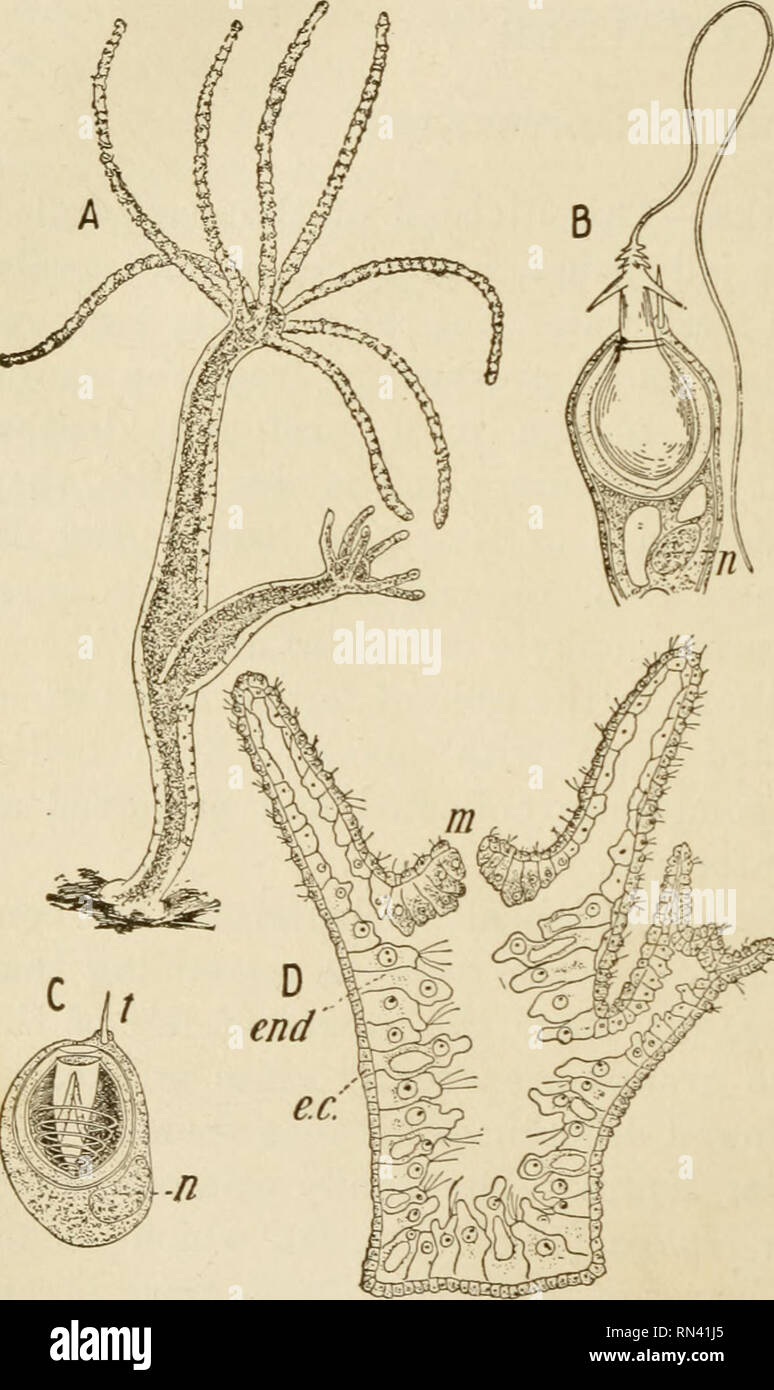 . Tierstudien. 44 tierexperimentellen Studien über eine "Mess-worm"-Bewegung an einem anderen Ort. Unter einer Lupe untersucht, das freie Ende des Körpers gefunden werden sechs bis acht Verlängerungen als Tentakel bekannt zu unterstützen, vrhich Essen zum Mund zu vermitteln, zentral in ihrer Mitte befindet. Diese Öffnung, un, wie die der Schwämme, ist das nur eine führt direkt in die große zentrale Gas- tric Hohlraum, der nimmt fast die gesamte tierische (Abb. 19, D). Wie in der Schwamm, die Zellen des Körpers werden in Form von defi-nite Schichten, aber der mittlere Ist rep-rese Stockfoto