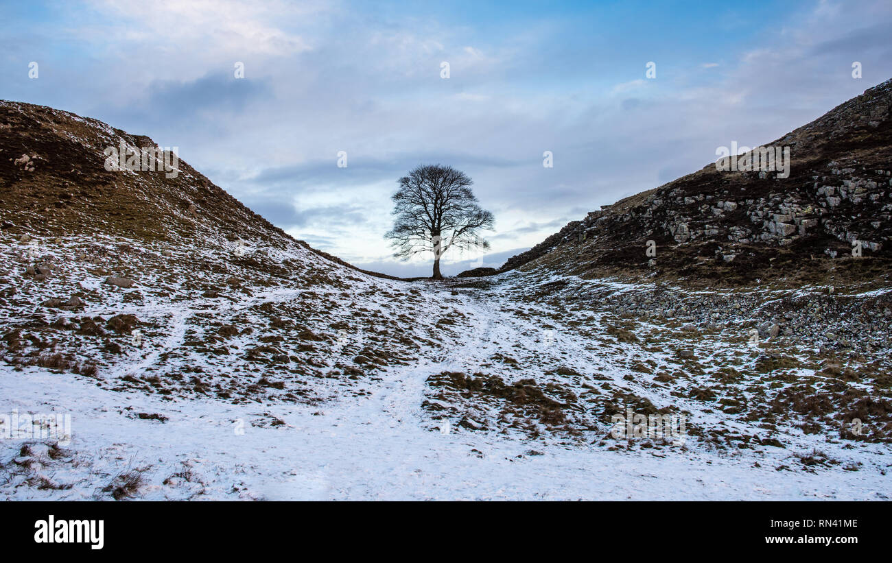 Winter Schnee liegt rund um den einsamen Baum von Sycamore Gap auf dem Hadrianswall in Northumberland. Stockfoto