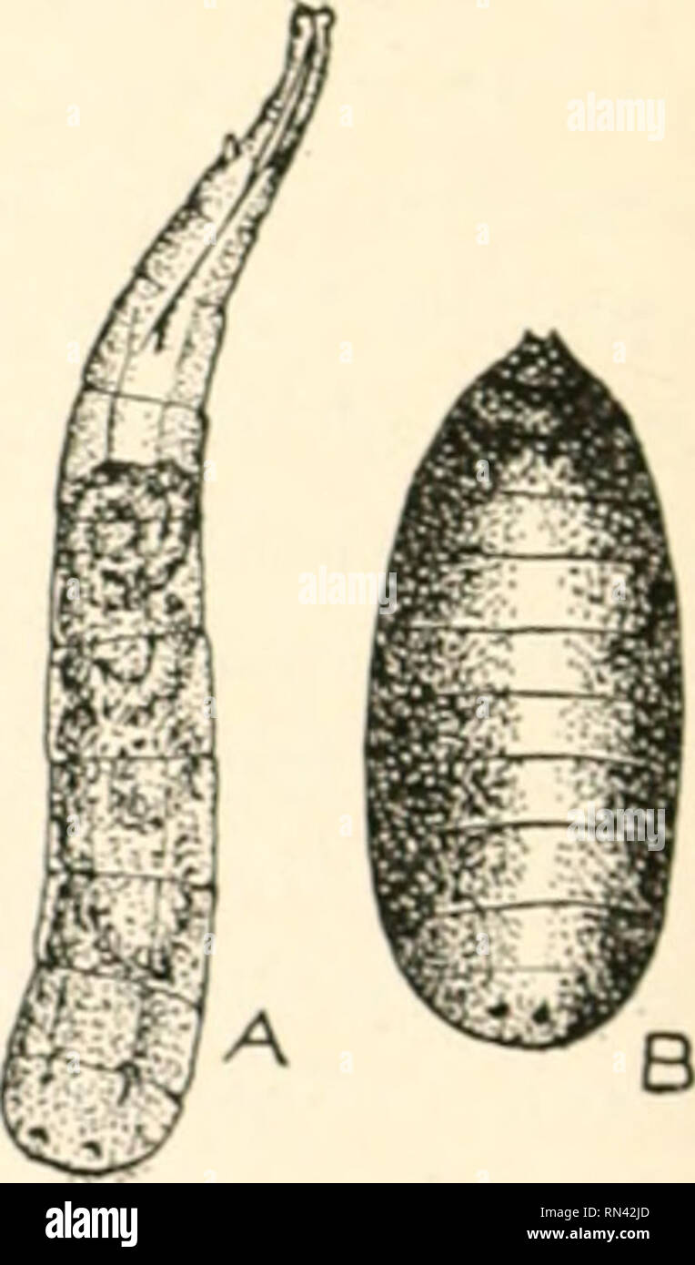 . Tierische Schädlinge und Krankheiten. Insekten als Überträger von Krankheiten; Medizinische Parasitologie. postuliert, sometinie. s tief in die verfallende Material ausgewählt, in kleinen Chargen von von zwei auf ein halbes Dutzend, bis von 25 auf 50 oder mehr festgelegt sind; es gibt eine Reihe solcher Ablagerungen durch einen einzigen fiy während ihres Lebens gemacht. Die Eier schlüpfen in von zwei bis fünf Tagen, in der Regel drei, in weißlichen, fast transparente Fußlos mag-gots (Abb. 242 A) die sehr ähnlich wie die Stubenfliege, aber leicht durch die Position des hinteren stigmal Platten unterscheiden (siehe Abb. 243). Die Larven reifen in einem Minimum von fr Stockfoto